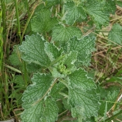 Marrubium vulgare (Horehound) at Redlands Hill Flora and Fauna Reserve - 28 Oct 2022 by Darcy