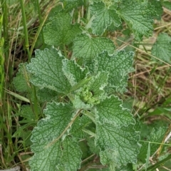 Marrubium vulgare (Horehound) at Redlands, NSW - 29 Oct 2022 by Darcy