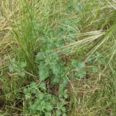 Marrubium vulgare at Redlands, NSW - 29 Oct 2022