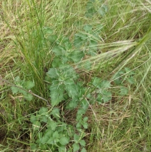 Marrubium vulgare at Redlands, NSW - 29 Oct 2022 10:38 AM