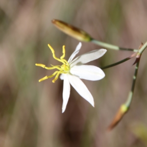 Thelionema caespitosum at Mongarlowe, NSW - suppressed