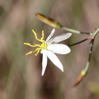 Thelionema umbellatum (Clustered Lily) at Mongarlowe, NSW - 29 Oct 2022 by LisaH