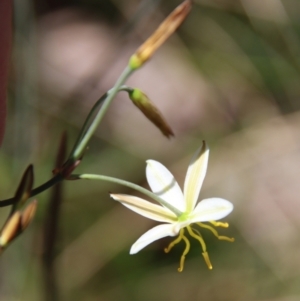 Thelionema caespitosum at Mongarlowe, NSW - suppressed