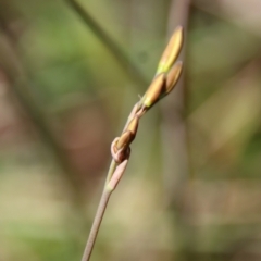 Thelionema caespitosum at Mongarlowe, NSW - suppressed