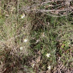 Thelionema umbellatum at Mongarlowe, NSW - 29 Oct 2022