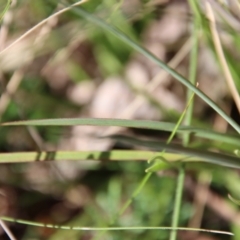 Thelionema umbellatum at Mongarlowe, NSW - 29 Oct 2022