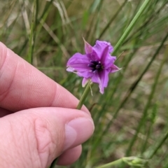 Arthropodium fimbriatum (Nodding Chocolate Lily) at Redlands, NSW - 29 Oct 2022 by Darcy
