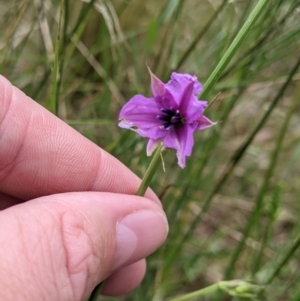 Arthropodium fimbriatum at Redlands, NSW - 29 Oct 2022