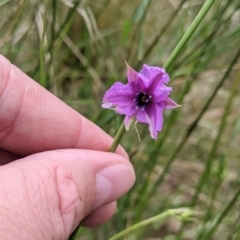 Arthropodium fimbriatum at Redlands, NSW - 29 Oct 2022