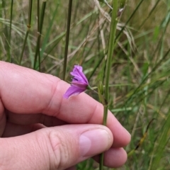 Arthropodium fimbriatum at Redlands, NSW - 29 Oct 2022