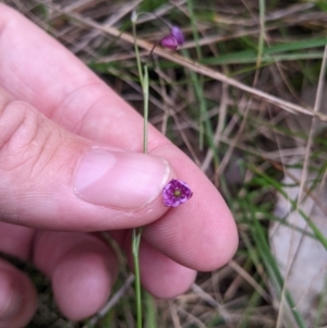 Arthropodium minus at Redlands, NSW - 29 Oct 2022 10:53 AM