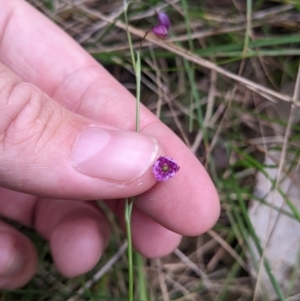 Arthropodium minus at Redlands, NSW - 29 Oct 2022 10:53 AM