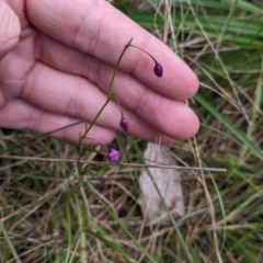 Arthropodium minus at Redlands, NSW - 29 Oct 2022