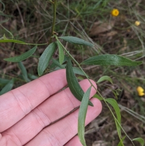 Acacia verniciflua at Redlands, NSW - 29 Oct 2022 10:56 AM