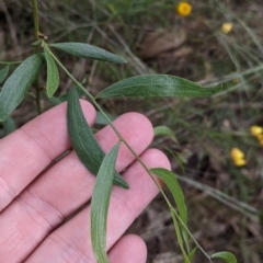 Acacia verniciflua at Redlands, NSW - 29 Oct 2022 10:56 AM