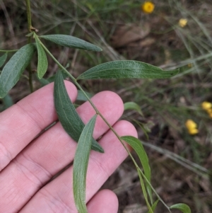 Acacia verniciflua at Redlands, NSW - 29 Oct 2022