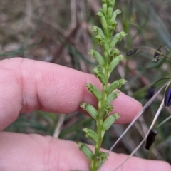 Microtis unifolia (Common Onion Orchid) at Redlands, NSW - 29 Oct 2022 by Darcy