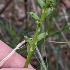 Microtis unifolia at Redlands, NSW - 29 Oct 2022