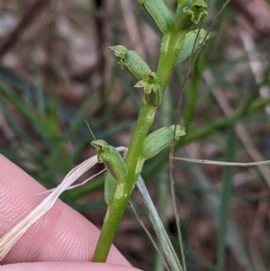 Microtis unifolia at Redlands, NSW - 29 Oct 2022