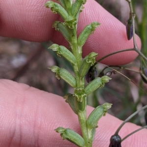 Microtis unifolia at Redlands, NSW - 29 Oct 2022