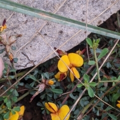 Pultenaea largiflorens (Twiggy Bush-pea) at Redlands Hill Flora and Fauna Reserve - 29 Oct 2022 by Darcy
