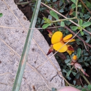 Pultenaea largiflorens at Redlands, NSW - 29 Oct 2022