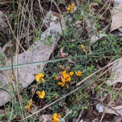 Pultenaea largiflorens at Redlands, NSW - 29 Oct 2022 11:02 AM