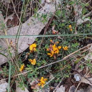 Pultenaea largiflorens at Redlands, NSW - 29 Oct 2022