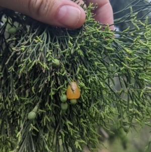 Exocarpos cupressiformis at Redlands, NSW - 29 Oct 2022