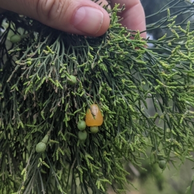 Exocarpos cupressiformis (Cherry Ballart) at Redlands Hill Flora and Fauna Reserve - 29 Oct 2022 by Darcy