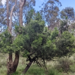 Exocarpos cupressiformis at Redlands, NSW - 29 Oct 2022