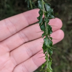 Acacia paradoxa (Kangaroo Thorn) at Redlands, NSW - 29 Oct 2022 by Darcy