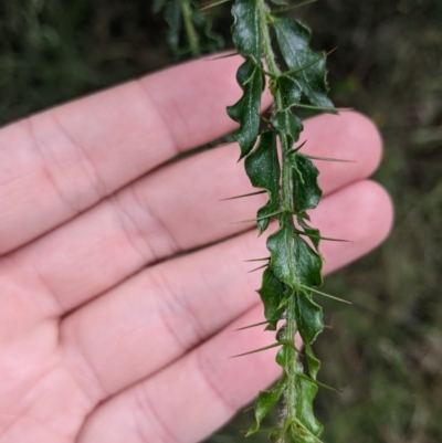 Acacia paradoxa (Kangaroo Thorn) at Redlands Hill Flora and Fauna Reserve - 29 Oct 2022 by Darcy