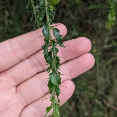 Acacia paradoxa at Redlands, NSW - 29 Oct 2022