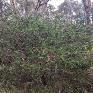 Acacia paradoxa at Redlands, NSW - 29 Oct 2022 11:05 AM