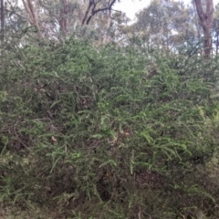 Acacia paradoxa at Redlands, NSW - 29 Oct 2022