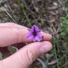 Arthropodium fimbriatum (Nodding Chocolate Lily) at Redlands, NSW - 29 Oct 2022 by Darcy