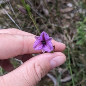 Arthropodium fimbriatum at Redlands, NSW - 29 Oct 2022 11:12 AM