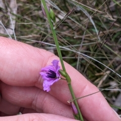 Arthropodium fimbriatum at Redlands, NSW - 29 Oct 2022