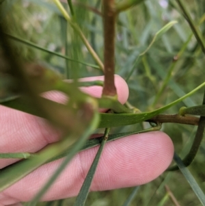 Acacia implexa at Redlands, NSW - 29 Oct 2022