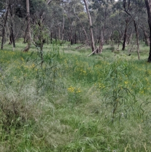 Acacia implexa at Redlands, NSW - 29 Oct 2022