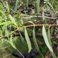 Santalum acuminatum (Quandong) at Redlands Hill Flora and Fauna Reserve - 29 Oct 2022 by Darcy
