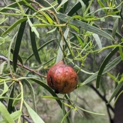 Santalum acuminatum at Redlands, NSW - suppressed