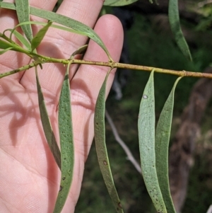 Santalum acuminatum at Redlands, NSW - suppressed