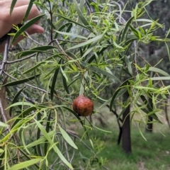 Santalum acuminatum at Redlands, NSW - 29 Oct 2022