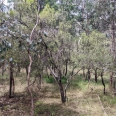 Santalum acuminatum at Redlands, NSW - suppressed