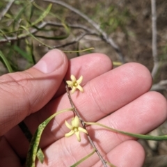 Pittosporum angustifolium (Weeping Pittosporum) at Redlands Hill Flora and Fauna Reserve - 29 Oct 2022 by Darcy