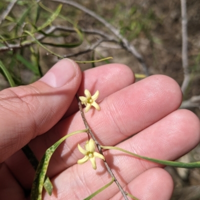 Pittosporum angustifolium (Weeping Pittosporum) at Redlands Hill Flora and Fauna Reserve - 29 Oct 2022 by Darcy