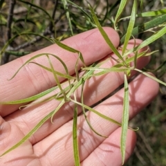 Pittosporum angustifolium at Redlands, NSW - 29 Oct 2022 11:50 AM