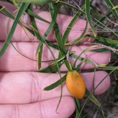 Pittosporum angustifolium at Redlands, NSW - 29 Oct 2022 11:50 AM